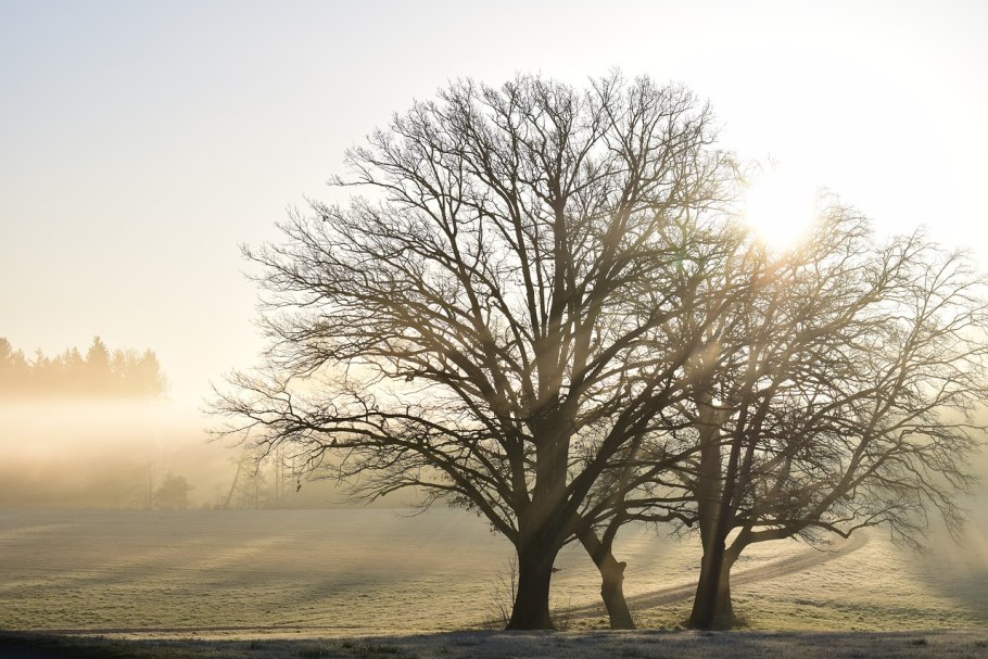 Южные деревья