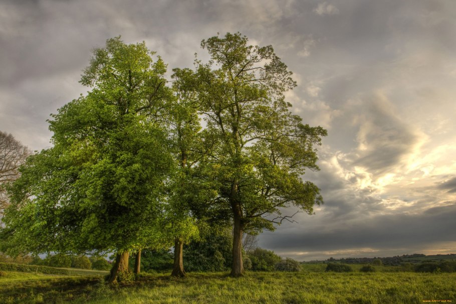Дерево на просторе