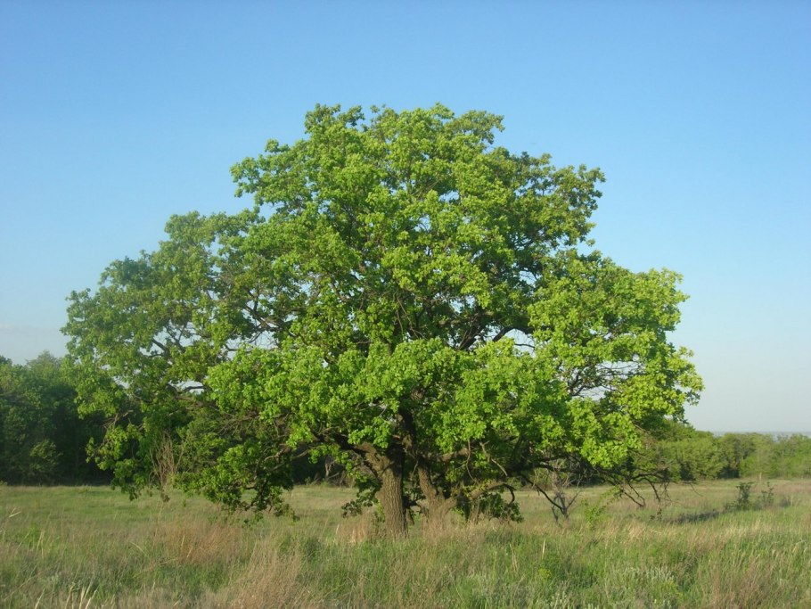 Дуб черешчатый весной