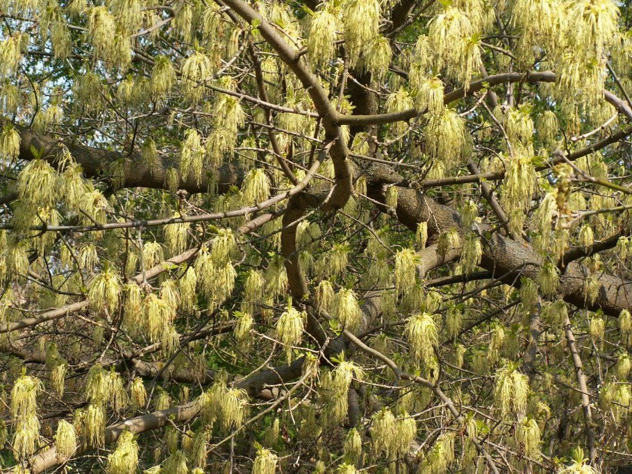 Дуб долгожитель Дубовое Белгород