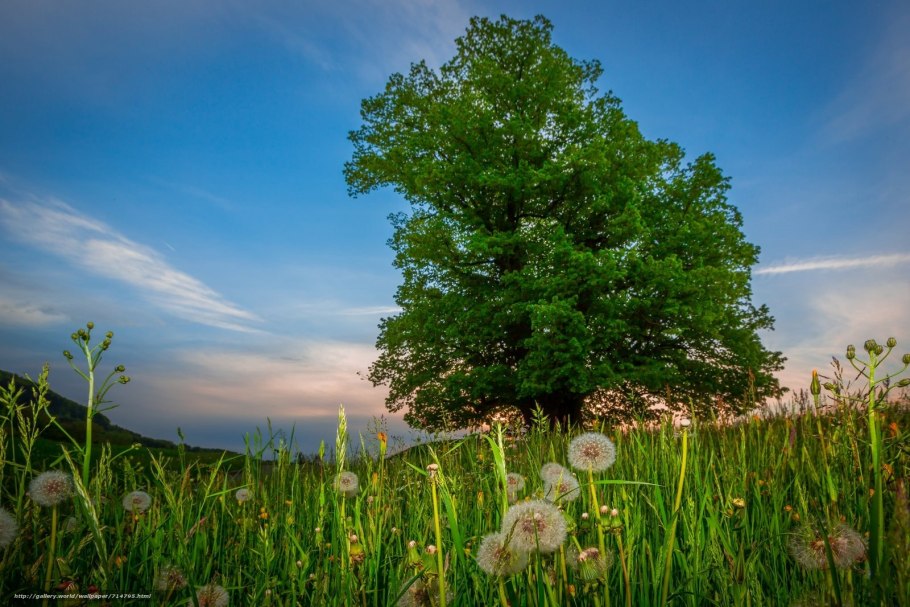 Дерево в поле