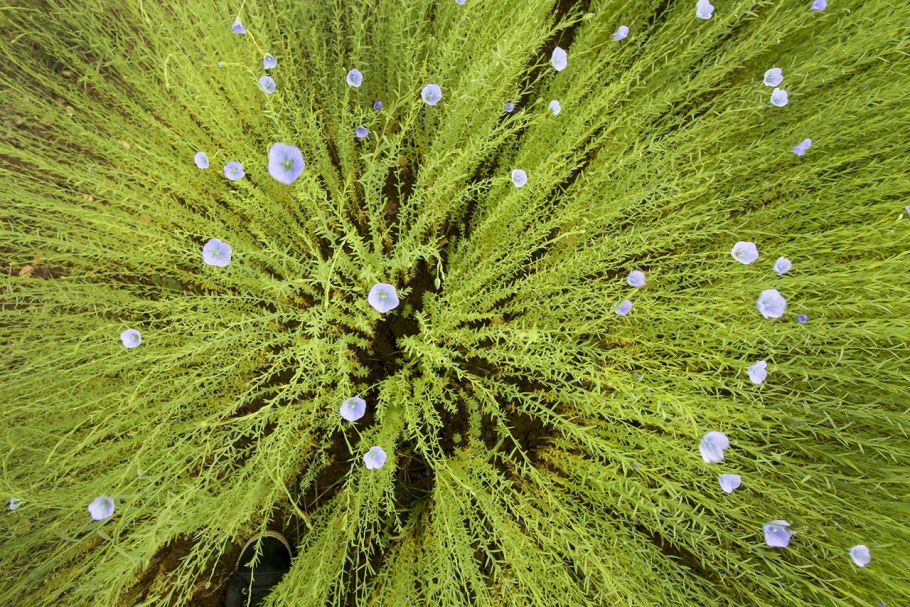 Льняное дерево фото