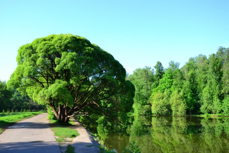 Лен натуральный цветет