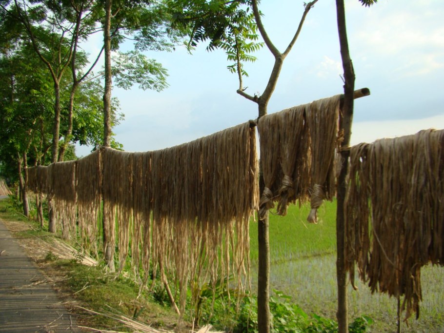 Необычные деревья для Ленинградской области