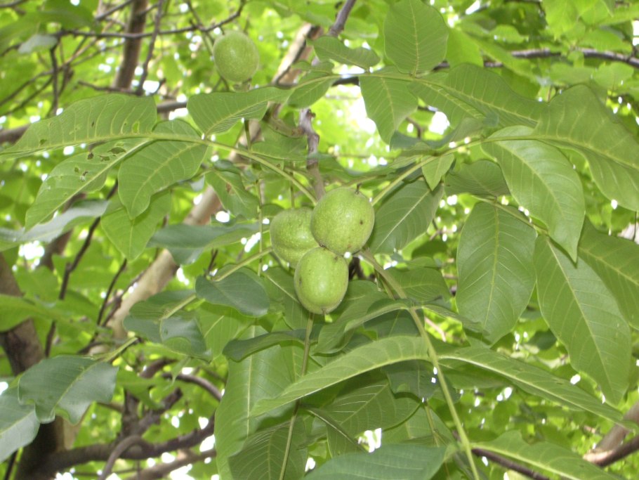 Ива ломкая (Ракита) шаровидная