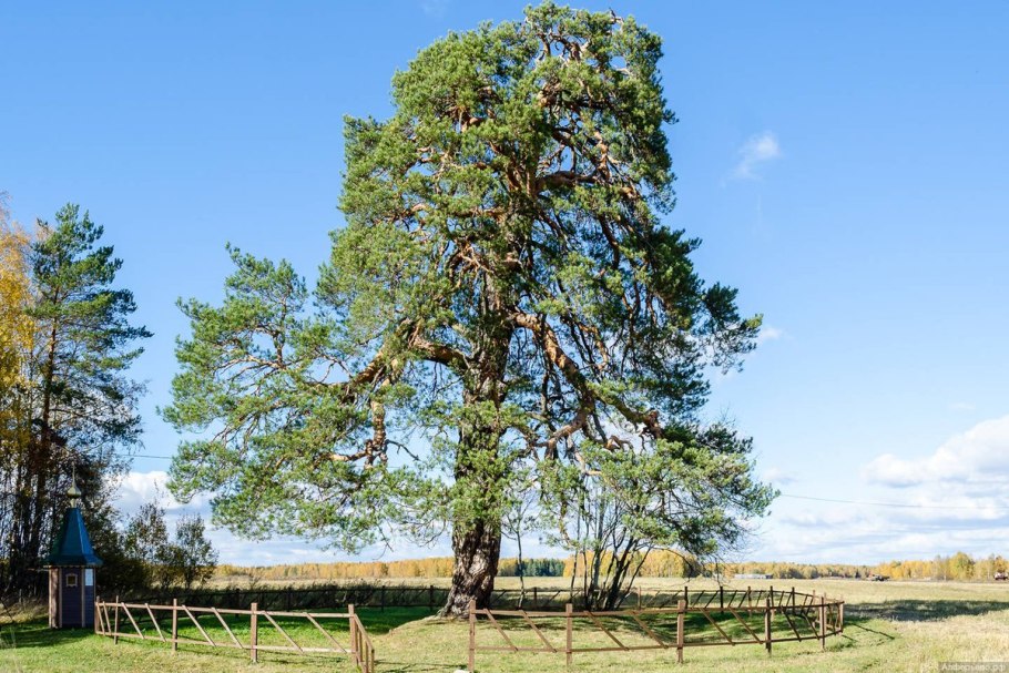 Иванишинская сосна