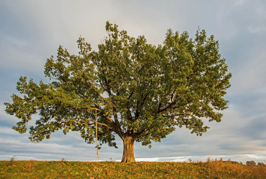 Дуб черешчатый дерево