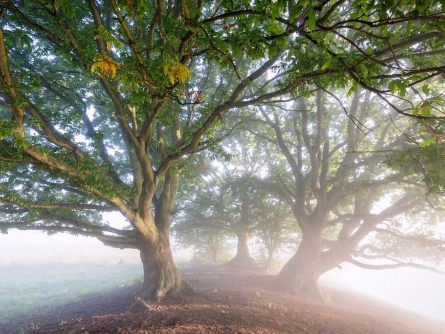 Дуб НИЗКОСТВОЛЬНЫЙ