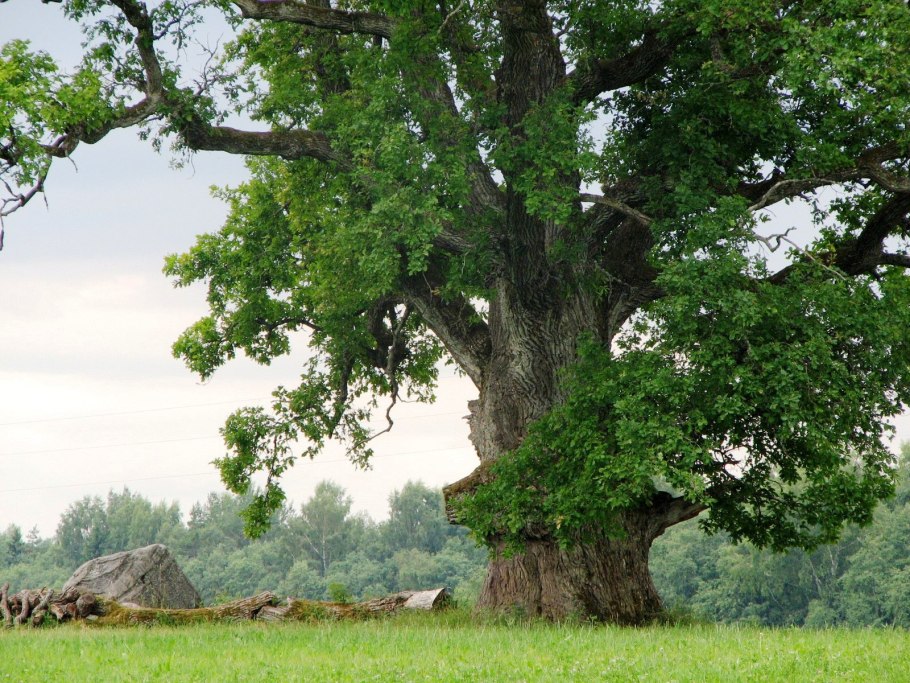 Спасское-Лутовиново дуб