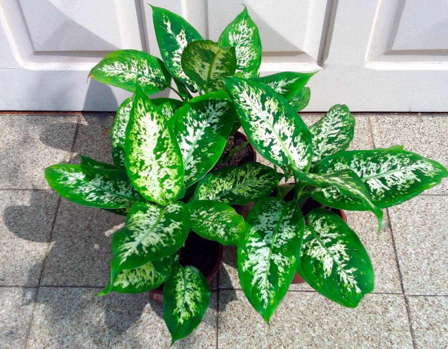 Диффенбахия древовидная