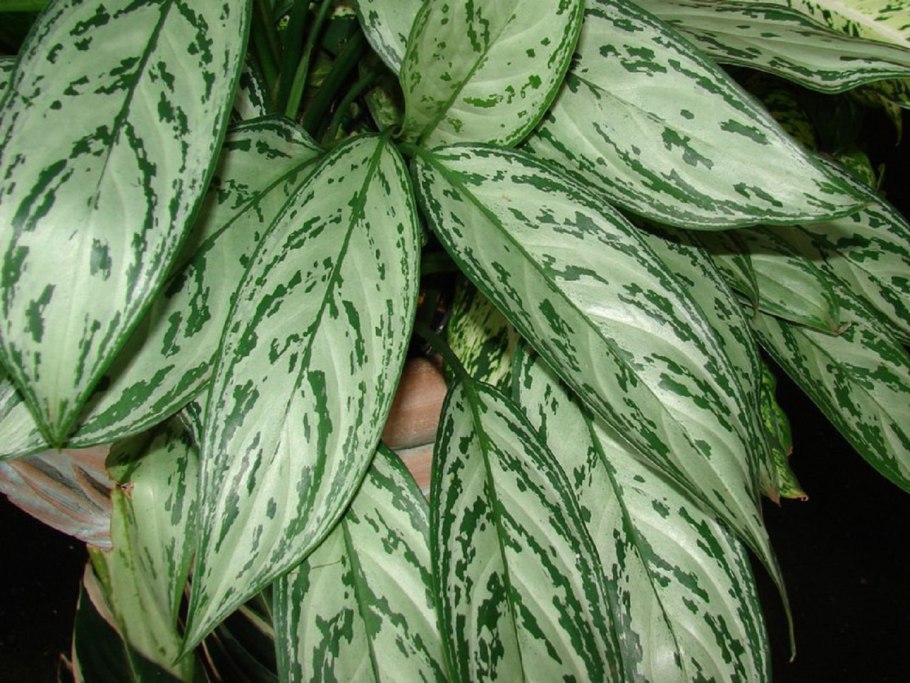 Аглаонема Сиам парагон