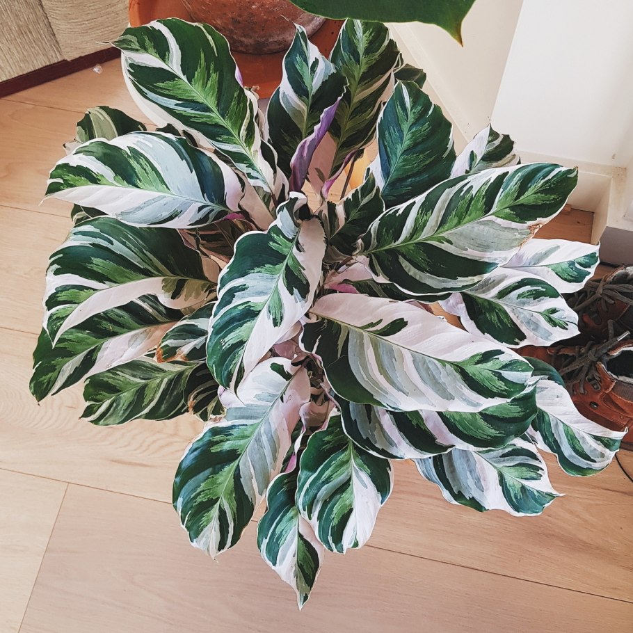 Калатея Синтия Вариегата