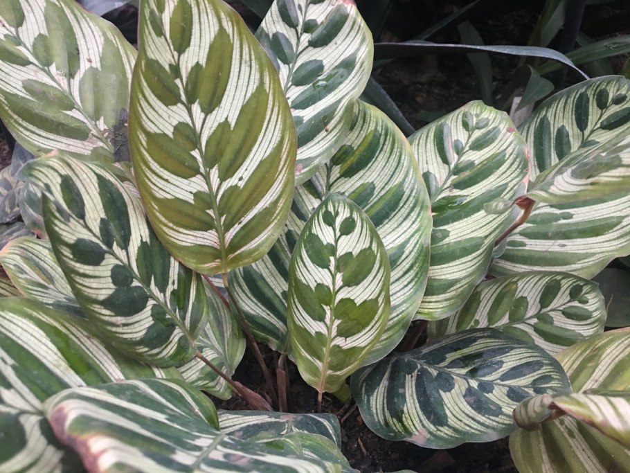 Калатея Псевдовейчиана