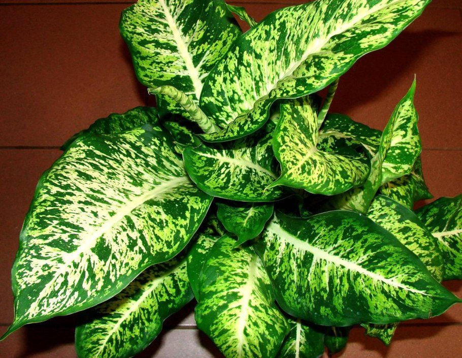 Диффенбахия Баузе (Dieffenbachia bausei)
