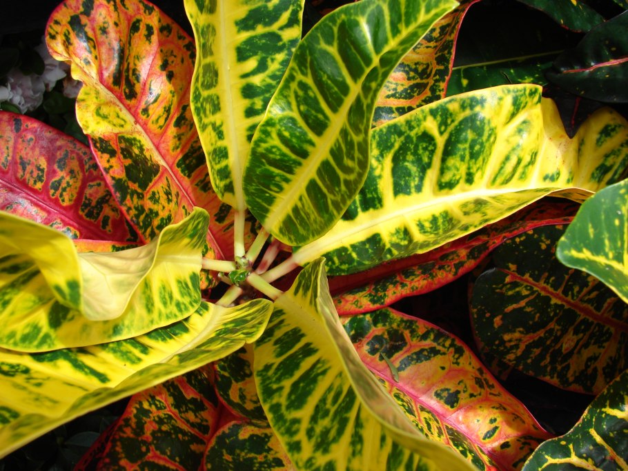 Каладиум Кротон