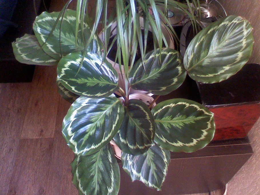 Калатея пятнистая