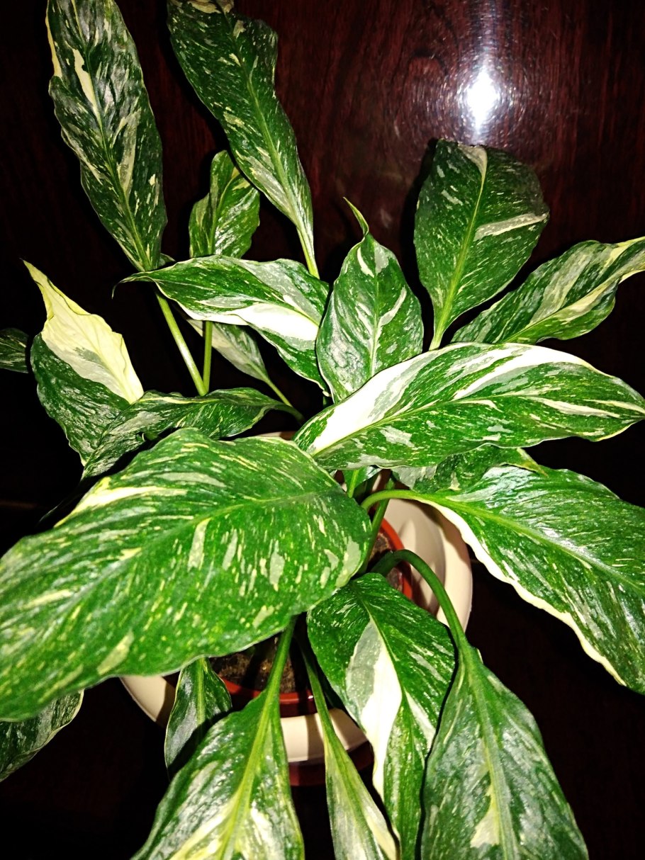 Спатифиллум Домино