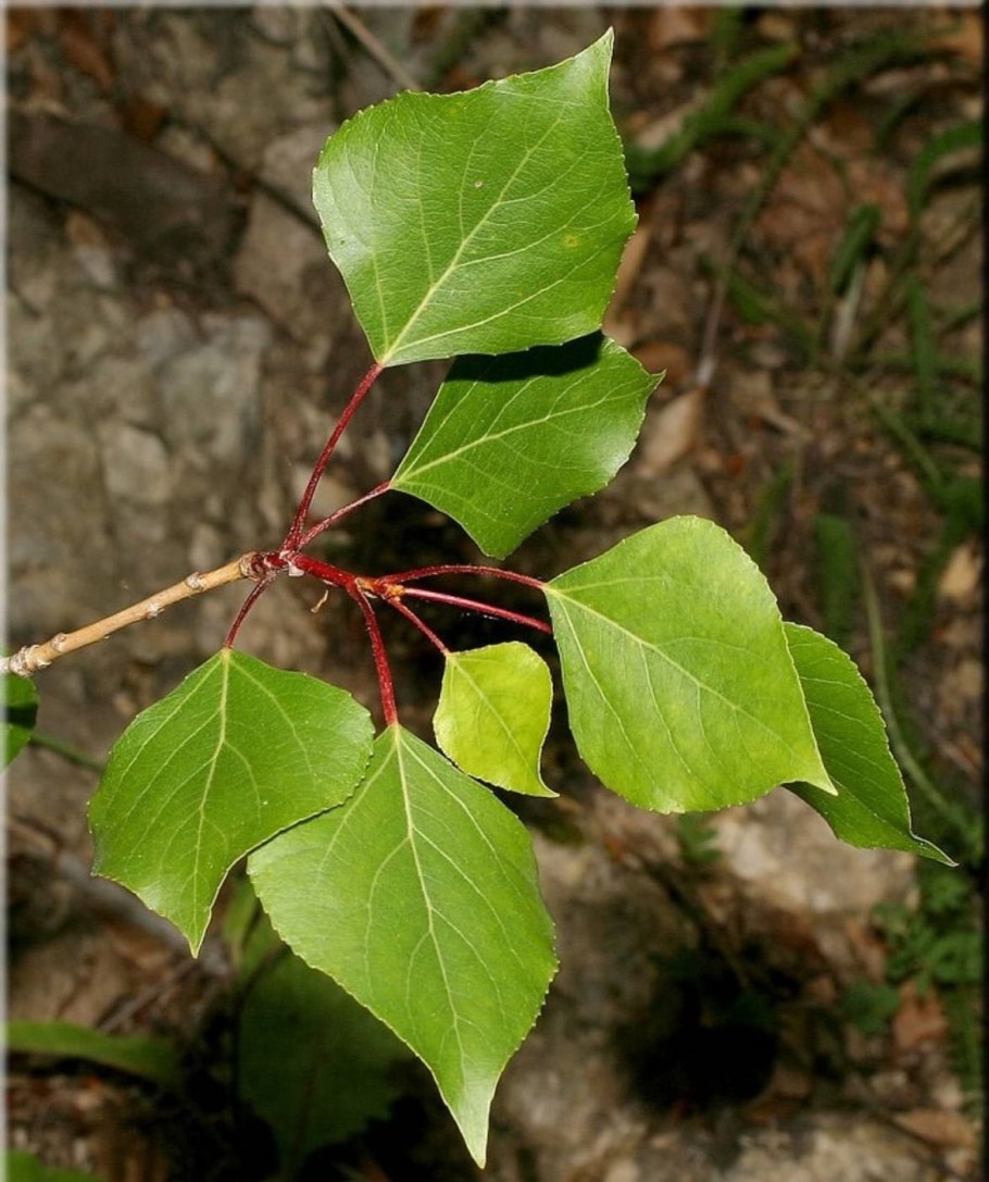 Тополь черный, осокорь – Populus nigra