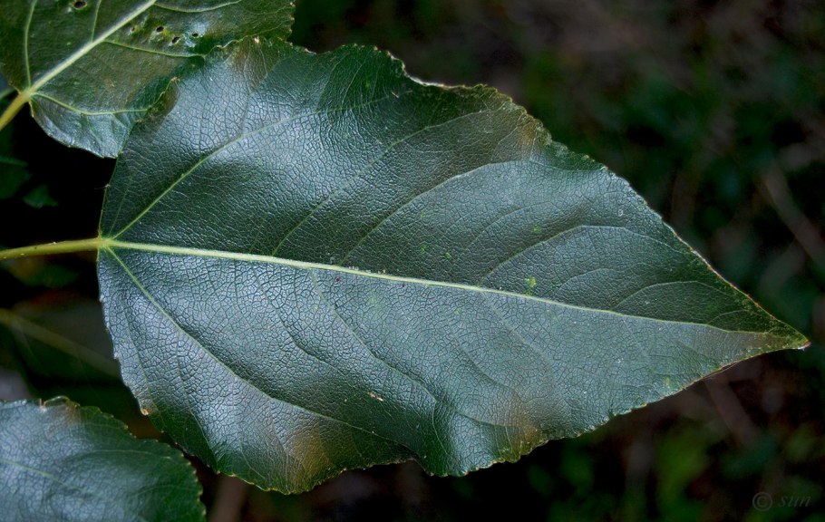 Тополь бальзамический - Populus balsamifera l