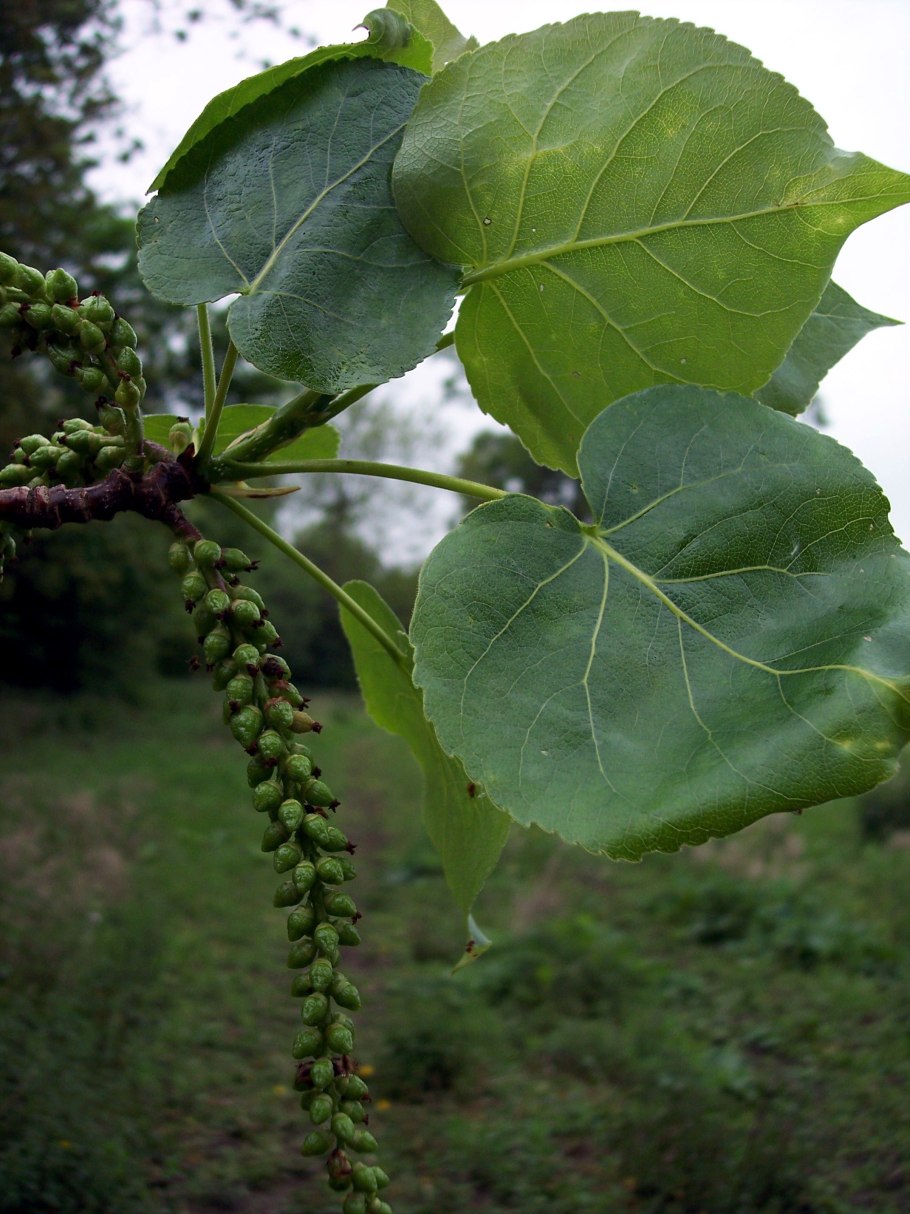 Тополь черный (Populus nigra)