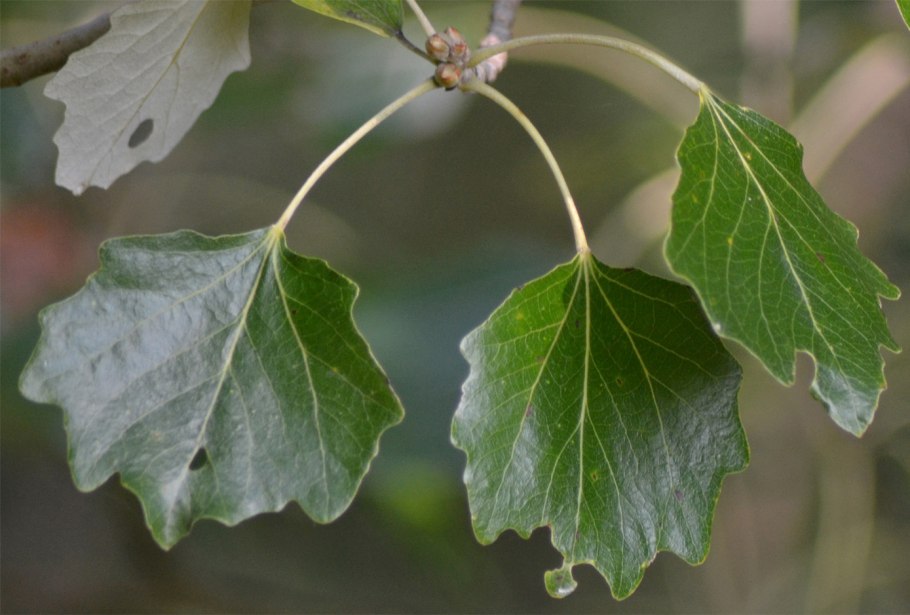 Populus monilifera листья
