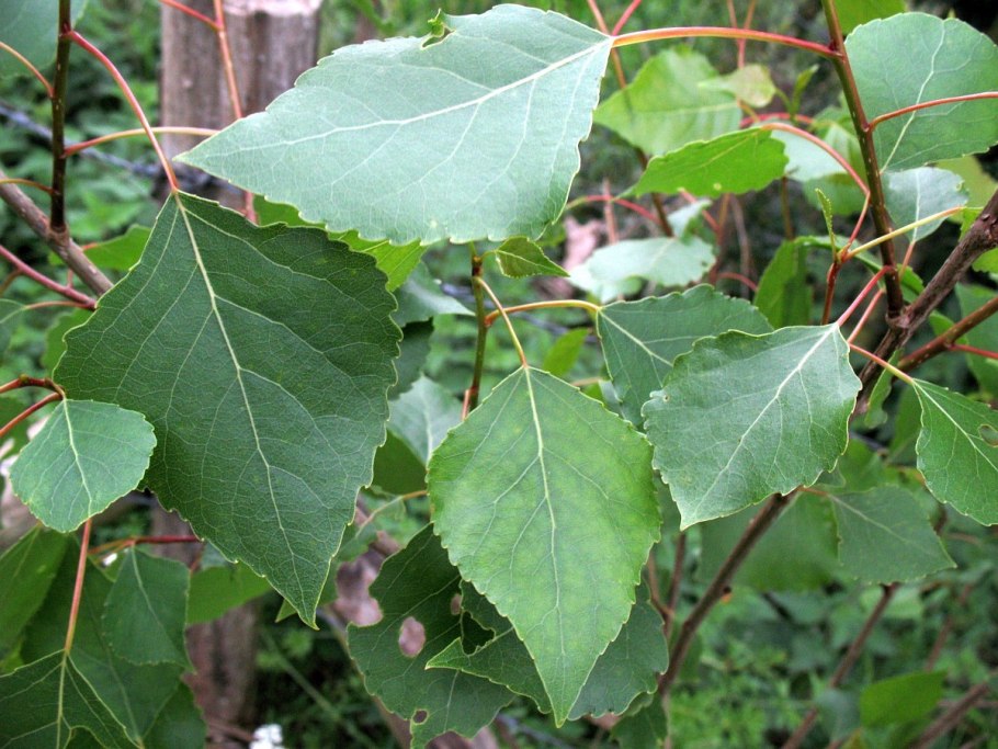 Тополь черный (Populus nigra)