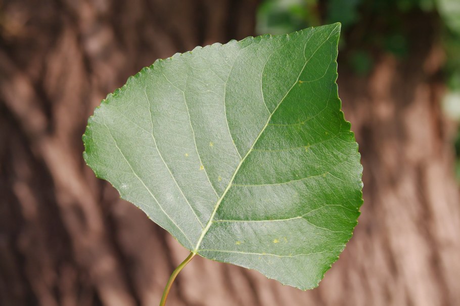 Тополь черный Populus nigra листья