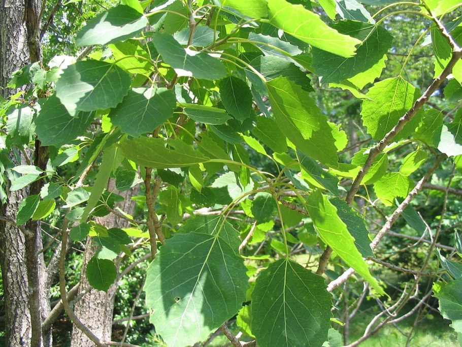 Тополь крупнозубчатый (Populus grandidentata)