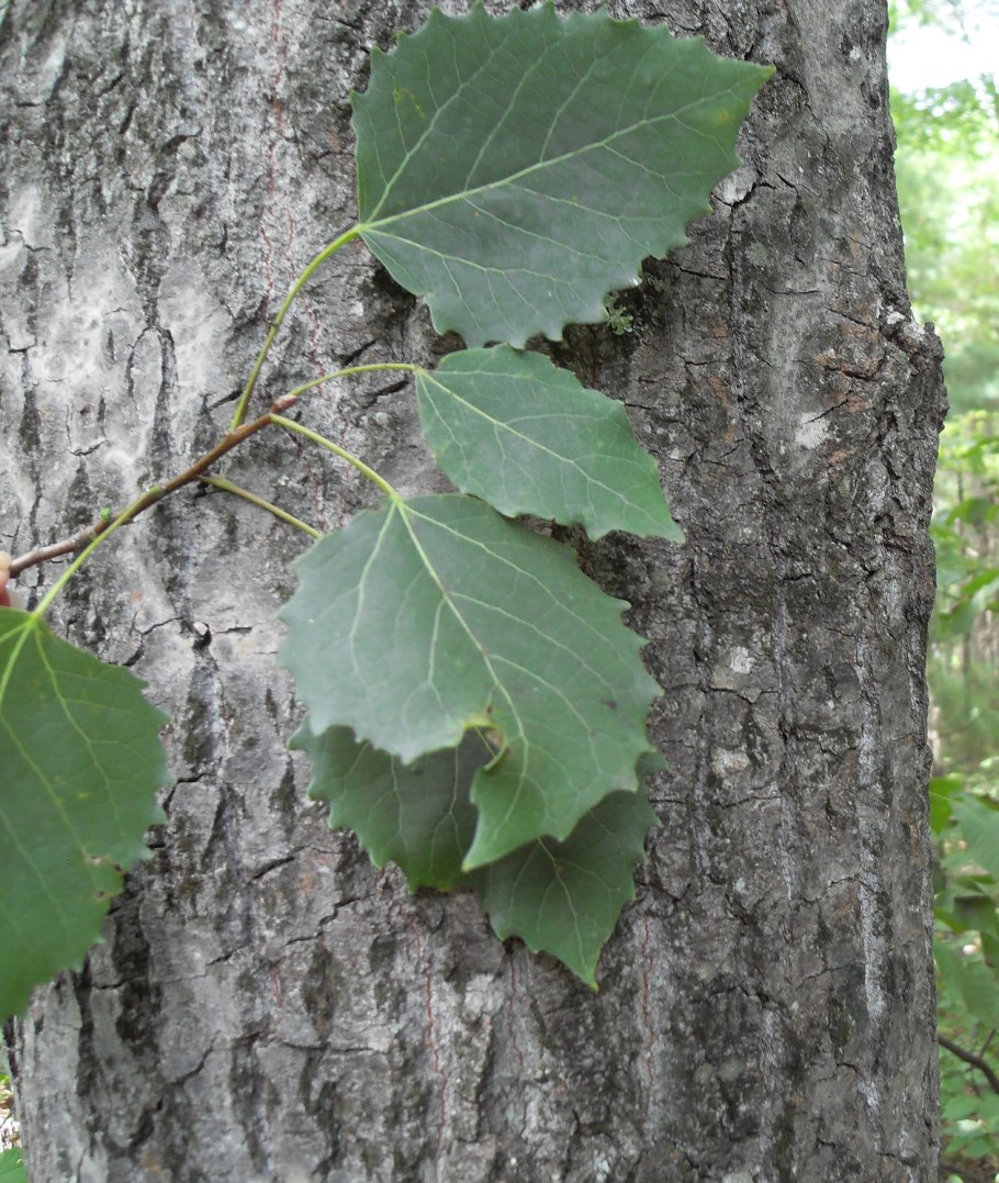 Тополь крупнозубчатый (Populus grandidentata)