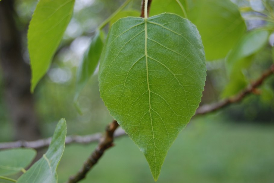 Тополь черный (Populus nigra)