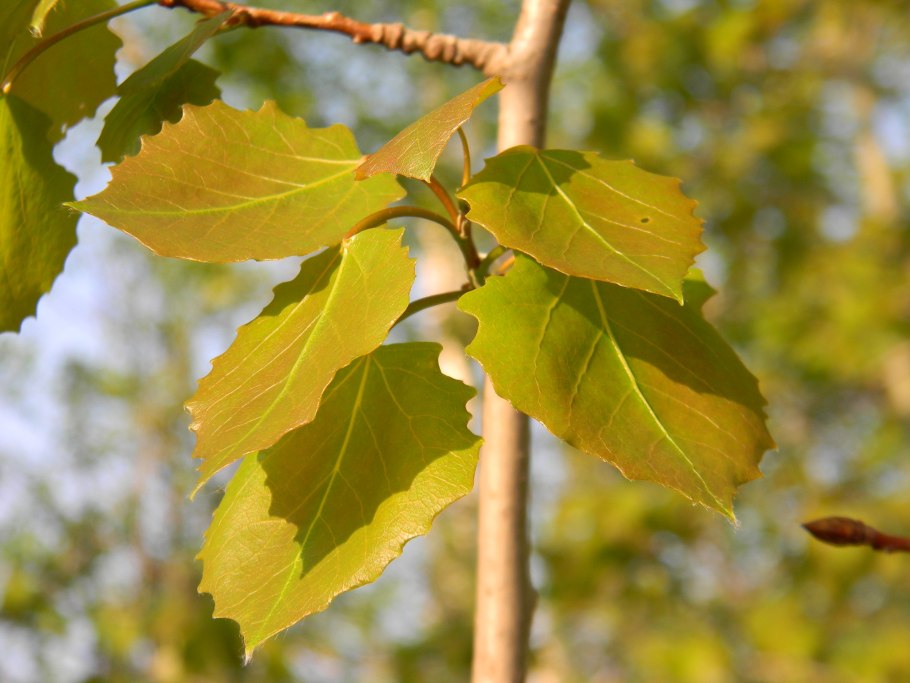 Тополь дрожащий (осина) – Populus tremula