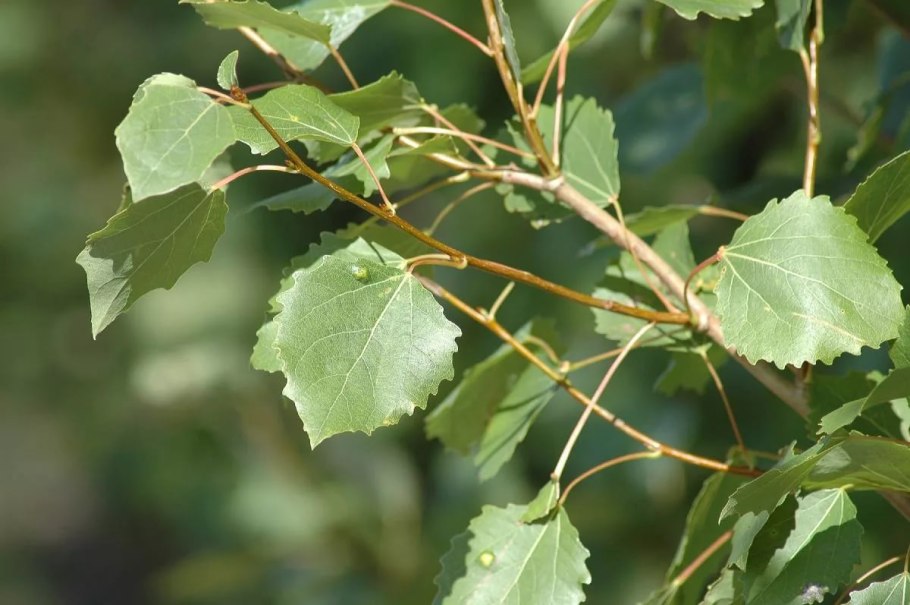 Осина обыкновенная (Populus tremula)