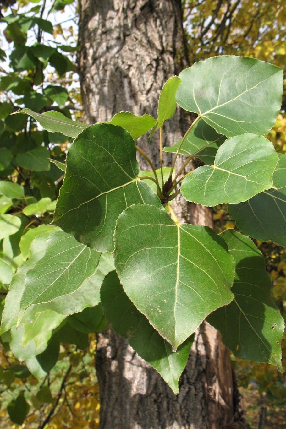 Тополь канадский (Populus canadensis)
