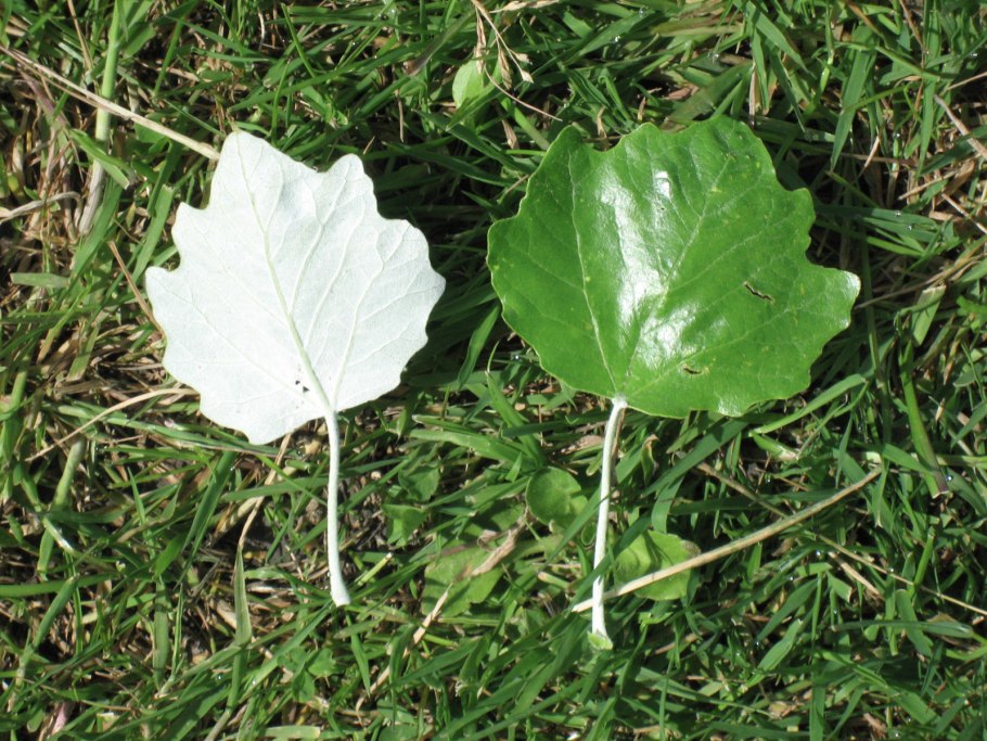 Populus Alba Тополь белый листья