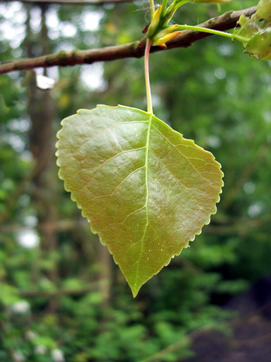 Тополь крупнозубчатый (Populus grandidentata)