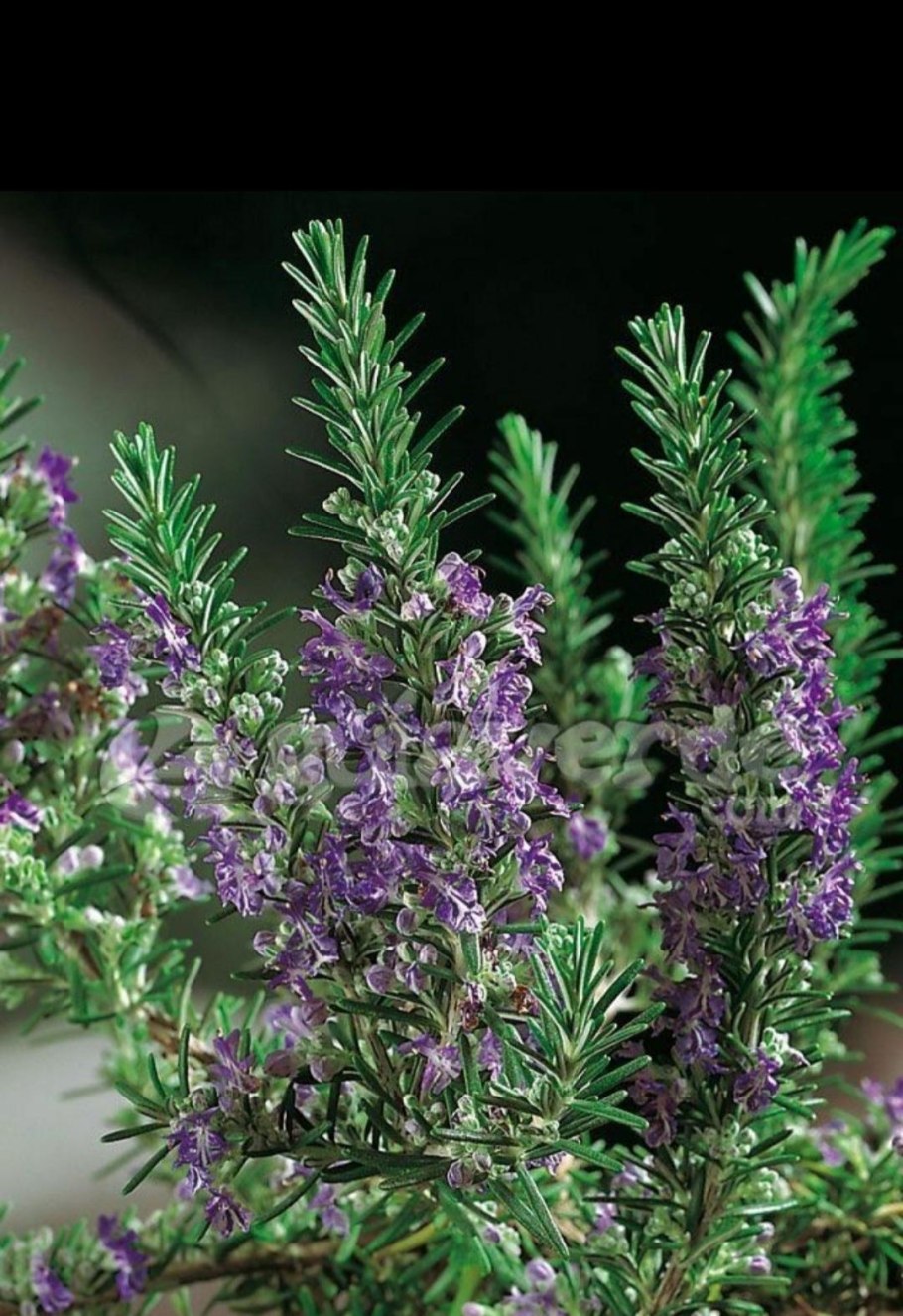 Rosmarinus officinalis Prostratus