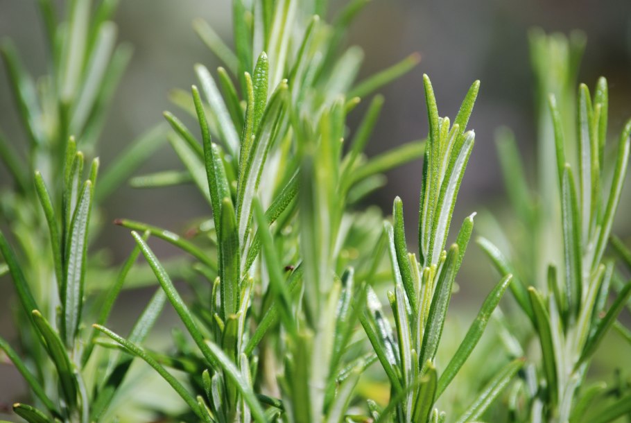 DOTERRA эфирное масло Rosemary