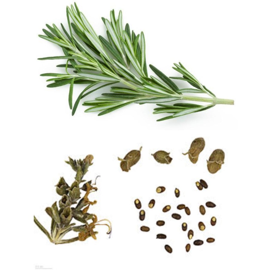 Розмарин приправа