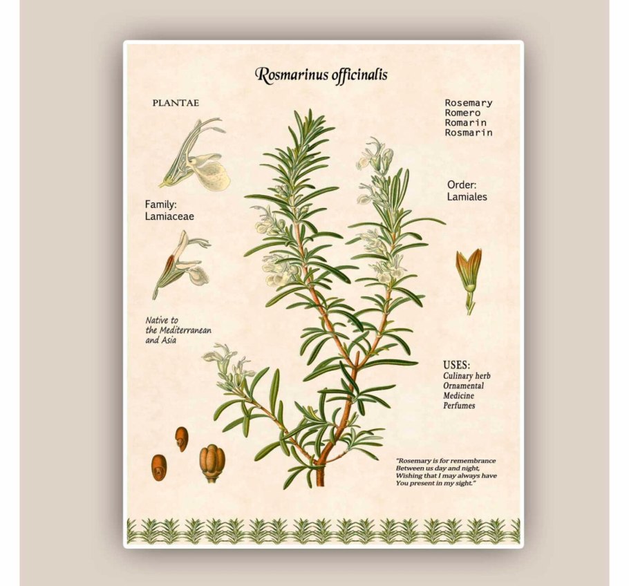 Розмарин листочки