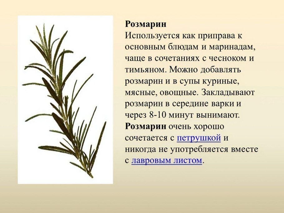 Розмарин приправа описание
