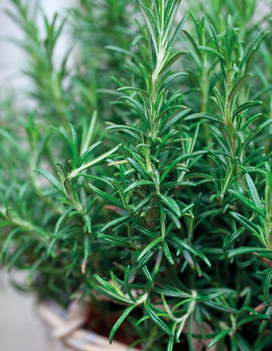 Розмарин officinalis