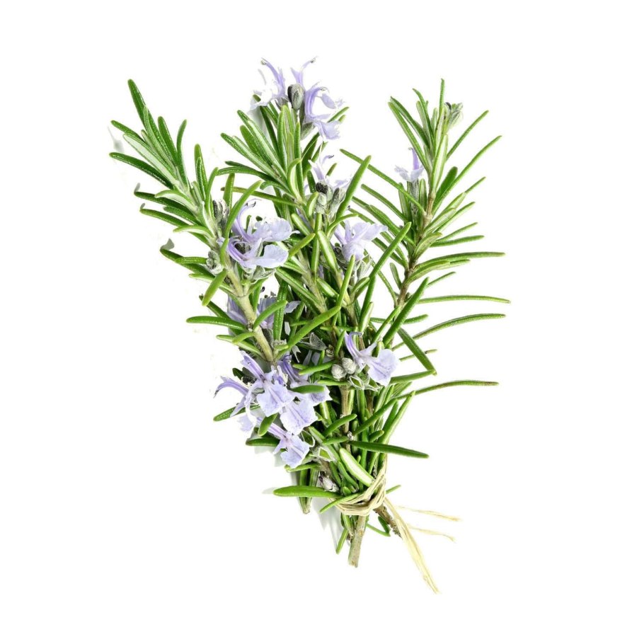 Розмарин вариегатный