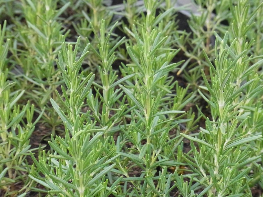 Специи розмарин и тимьян