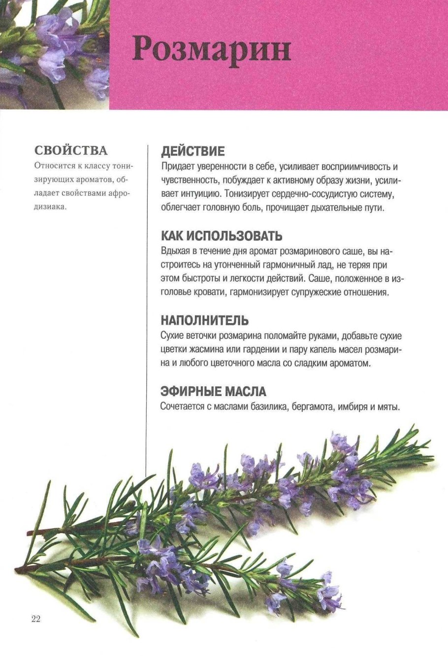 Лечебная трава розмарин