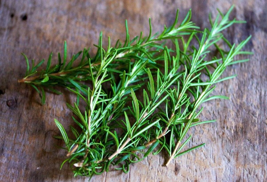 Розмарин чем полезен рисунок растения