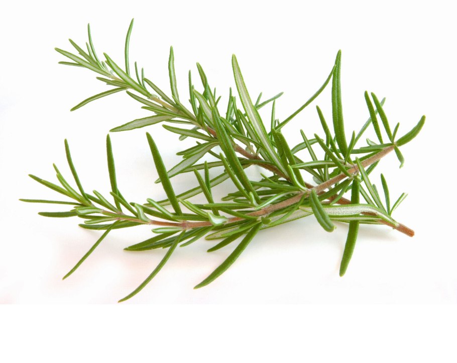 Розмарин обыкновенный Rosmarinus officinalis