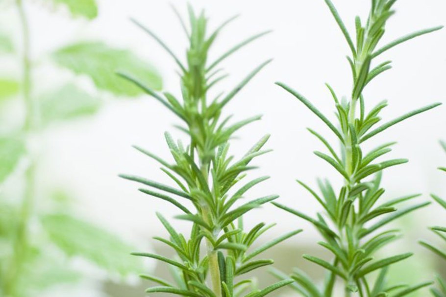 Розмарин лекарственный Северн Сеа