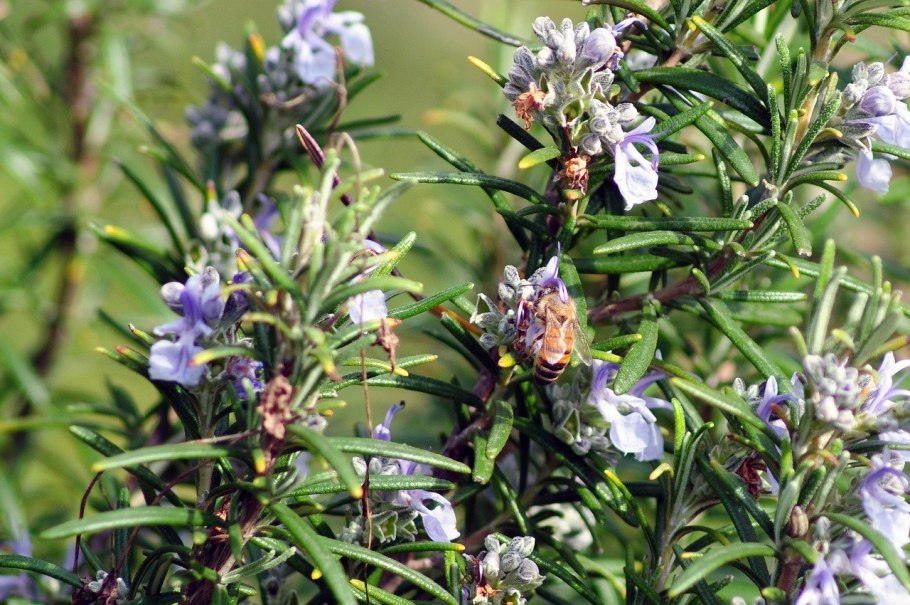 Розмарин обои на рабочий стол