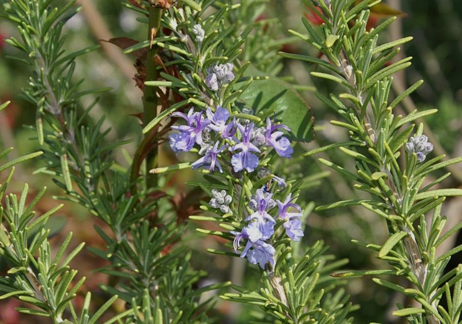 Розмарин в народной медицине
