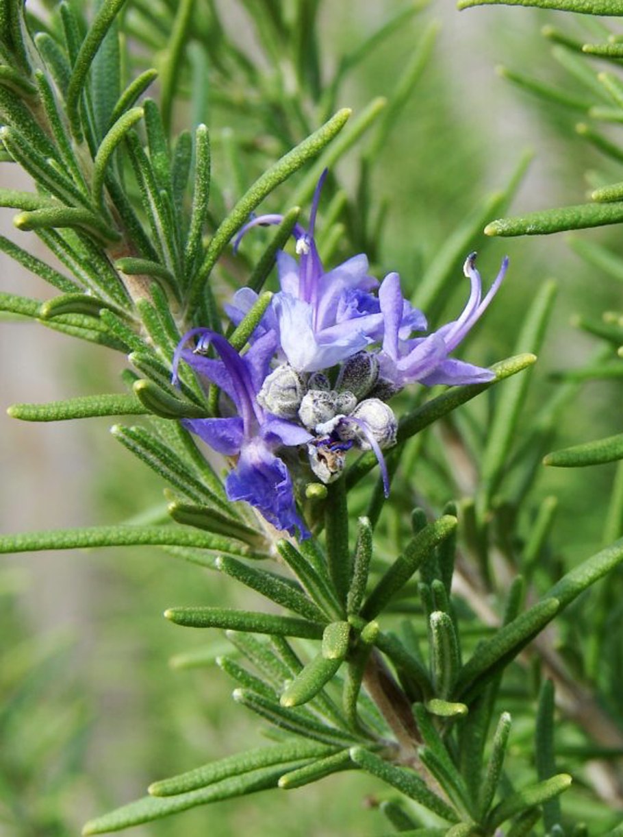 Листья розмарина